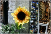 /album/fotogaleria-girona/anna-temps-de-flors-2016-068-inpixio-640x480-jpg/